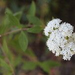 Stevia ovata Žiedas