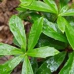 Chimaphila umbellata Ліст