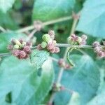 Triumfetta rhomboidea Fruit