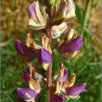 Lupinus formosus Flor