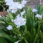Iris ensata Kukka