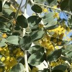 Acacia podalyriifolia Hoja