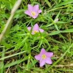 Sabatia campestris Flower