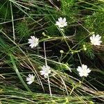 Stellaria longifolia 花