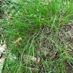 Carex alba Blatt