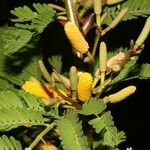 Vachellia collinsii Floare