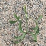 Ammi majus Leaf