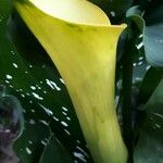 Zantedeschia elliottiana Kvet