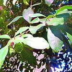 Esenbeckia grandiflora List
