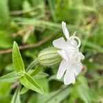 Silene latifolia Flors