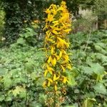 Ligularia sibiricaBloem