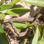 Globularia salicina Bark