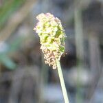 Sanguisorba verrucosa Žiedas