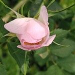 Rosa arvensis Žiedas