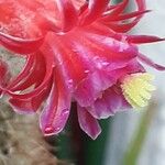 Cleistocactus baumannii फूल