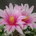 Thelocactus conothelos 花