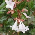 Abelia grandifolia Blüte