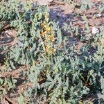 Hoffmannseggia glauca موطن