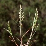 Catapodium marinum Habit