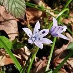 Scilla verna Flower