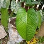 Philodendron davidsonii Yaprak