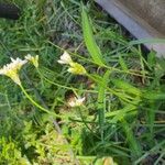 Nothoscordum gracile 花