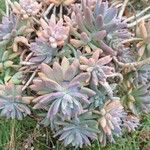 Dudleya greenei 叶