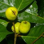 Clarisia biflora Meyve