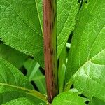 Eutrochium maculatum Bark