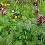 Pedicularis recutita Flor