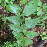 Ulmus americana Blad