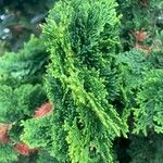Chamaecyparis obtusa Hoja