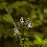 Scutellaria serrata Habitus