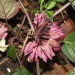 Drymonia turrialvae 花