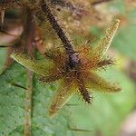 Solanum nudum Плод