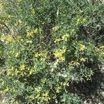 Genista corsica Blodyn