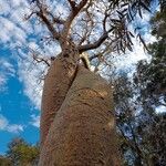 Adansonia za Кара