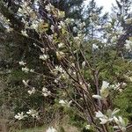 Amelanchier ovalis Φλοιός