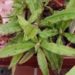 Drosera adelae Hoja