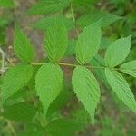 Rubus niveus برگ