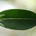 Psathura borbonica 葉