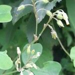 Oxalis spiralis Flower