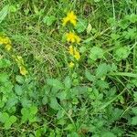 Agrimonia eupatoriaFlower