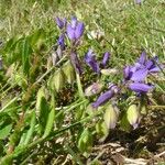 Polygala vulgaris Fleur
