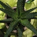 Aloe × spinosissima Hoja
