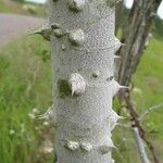 Zanthoxylum clava-herculis چھال