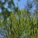 Erica arborescens Leaf