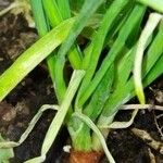 Allium ascalonicum List