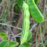 Canavalia rosea Frukto