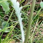 Leucanthemum vulgare 葉